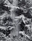Henry Gilpin, Redwood Tree Fern Forest, 1991, Gelatin silver print; mounted