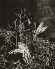 Morley Baer, 'Redwoods, Navarro River', 1951, Gelatin silver print; mounted