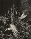 Morley Baer, 'Redwoods, Navarro River', 1951, Gelatin silver print; mounted