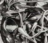 Brett Weston, 'Kelp' (from '100 Photographs' Portfolio)