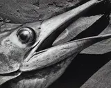 Fish Head, Baja by Brett Weston, 1976, Gelatin silver print; mounted, offered Dec 2023