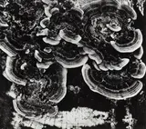 Brett Weston, 'Fungus' (from '100 Photographs' portfolio)