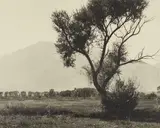 William E. Dassonville, Owens Valley, California, c. 1930s, Gelatin silver print on Dassonville Charcoal Black paper; the photographer's estate stamp on the reverse
