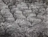 Ansel Adams, Orchard, Early Spring near Stanford University, California