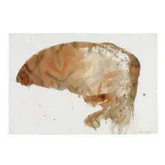 Nathan Oliveira, Raptor Wing, 1987, watercolor on paper