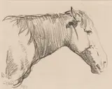 Maynard Dixon, Horse's Head, Glacier National Park, Montana, charcoal on cream paper