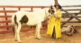 Gordon Snidow, Come Rain or Come Shine, a Cowboy's Work is Never Done