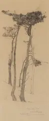 Francis McComas, Study of Pine Trees, Lake Majella, Monterey, graphite and charcoal on paper