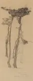 Francis McComas, Study of Pine Trees, Lake Majella, Monterey, graphite and charcoal on paper