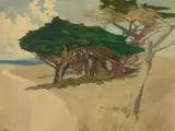 Francis McComas, Monterey Cypress, watercolor on paper