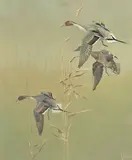 Francis Lee Jaques, Four Canes, Three Pintails, A Marsh in the Mist, oil on canvas