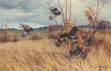 Harry Curieux Adamson, Quail Covey Rising from Grasses, oil on canvas