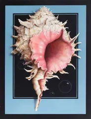 Charley Brown, The Sea Shell, acrylic on canvas