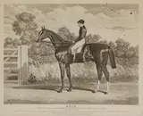 Various Artists, A Group of 5 Sporting Prints,, Charles Hunt (1803-1877) after John Frederick Herring, Sr. (1795-1865), Elis, aquatint