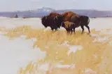 Lani Vlaanderen, Bison, oil on canvas