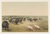 George Catlin, Indians in Wolf Skins Approaching Herd of Buffalo, c. 1840s, Lithograph with hand-coloring on wove paper