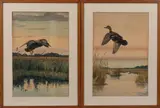 Louis Agassiz Fuertes, Five Depictions of Shore Birds and Ducks, three watercolors of ducks, two ink wash drawings of wading birds
