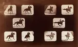 Eadweard Muybridge, Animal Locomotion, Horse, 1881, Collotype, letter press credit and plate number in the margin