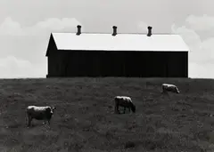 David Plowden, Cows in Pasture, 1970, Gelatin silver print
