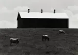 David Plowden, Cows in Pasture, 1970, Gelatin silver print