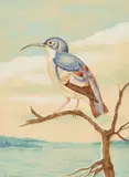 Louis Agassiz Fuertes, A Blue Headed Thrasher, watercolor and gouache on paper