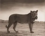 Nick Brandt, Lioness with Cubs in Mouth, Amboseli,