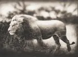 Nick Brandt, Windswept Lion, Serengeti