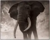 Nick Brandt, Elephant Against Sky, Amboseli,