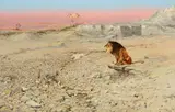 Olaf Carl Seltzer, An African lion in the desert, oil on canvas