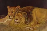 Olaf Carl Seltzer, A resting lion and lioness, oil on board
