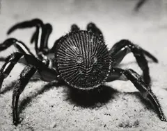 Rear view of a trapdoor spider, cyclocosmia truncata (from Forms of nature) by Andreas Feininger, 1951, Gelatin silver print, offered Oct 2022