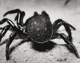 Andreas Feininger, Rear view of a trapdoor spider, cyclocosmia truncata (from Forms of nature), 1951, Gelatin silver print