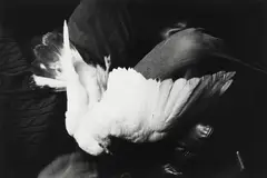 Wounded Bird, by Eva Rubinstein, Gelatin silver print, offered Oct 2022