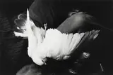 Eva Rubinstein, Wounded Bird,, Gelatin silver print