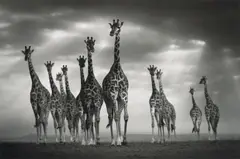 Björn Persson, One for All, All for One,, Digital Pigment Print