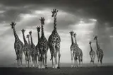Björn Persson, One for All, All for One,, Digital Pigment Print
