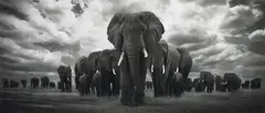 Björn Persson, Pride of Africa,, Digital Pigment Print