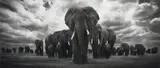Björn Persson, Pride of Africa,, Digital Pigment Print