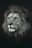 Björn Persson, The King, 2017, Digital Pigment Print