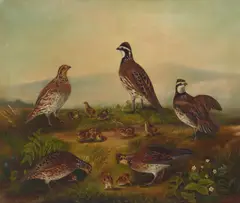 Alfred J. Crook, Nesting grouse, oil on canvas