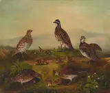 Alfred J. Crook, Nesting grouse, oil on canvas