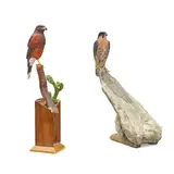 Floyd Scholz, Harris Hawk and Arctic Shadow (a group of two)