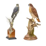 Floyd Scholz, Male Red Tail Hawk and Coastal Rocket - Merlin Female Falco Columbarius (a group of two)