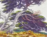 Sam Hyde Harris, Invictus (Monterey Cypress)