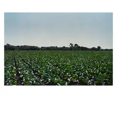 Paul Staiger, Raw Crops: Cabbage, 1975, oil on canvas