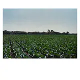 Paul Staiger, Raw Crops: Cabbage, 1975, oil on canvas
