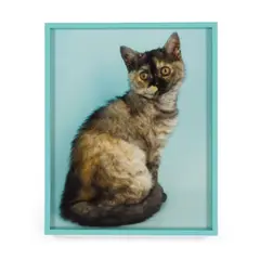 Elad Lassry, British Shorthair Tortie, 2010, c-print in artist's frame