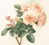 Paul de Longpré, Roses