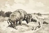 George Phippen, Undisputed Right of Way, 1951, ink and wash on cream paper