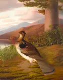 George Cope, Ruffed Grouse, 1908, oil on canvas